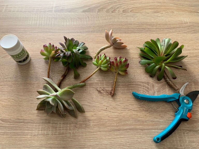 5 étapes pour bouturer vos plantes succulentes caboucadin