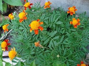 Faire Pousser Des Fleurs Sur Son Balcon Le Guide Complet Caboucadin